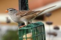 White-crowned Sparrow Adult on the front suet feederw, San Marcos, California