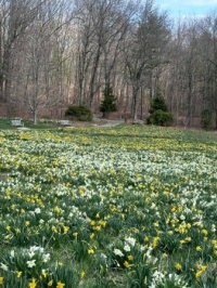 Hillside of daffodils