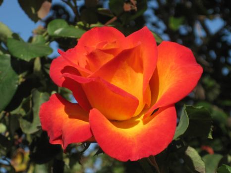 Bright orange rose