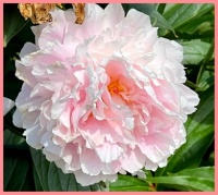 In my brother's garden.  In mijn broers tuin.