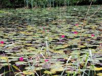 water_lilies_challenge