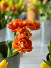 Tulips at Oakes Farm