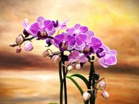 Orchid