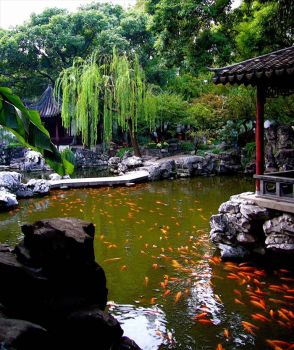 'Beautiful koi pond in Yuyuan Garden, China'..