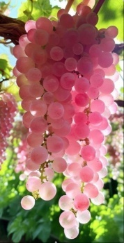 Reliance Red Seedless Grapes