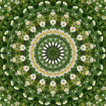 kaleidoscope 391 daisies again very large
