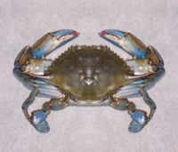 Theme: Sea Life, Maryland Blue Crab