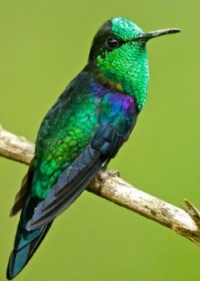 Green Crowned Woodnymph Hummingbird======35