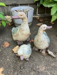 Ducks Ready to Attack Slugs