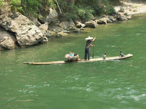 Fisherman with cormorants in Quillin, China