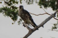 Peregrine Falcon