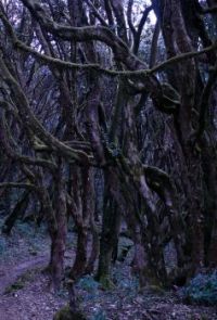 Rhododendron Forest, Napal