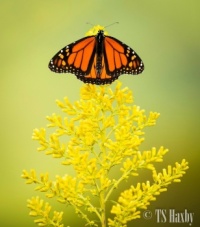 Monarch on Goldenrod, October, in Cades Cove