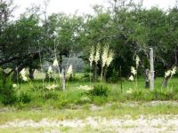 Blooming Yucca & Mosquite Trees