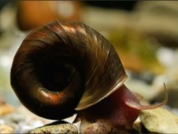 Posthornschnecke