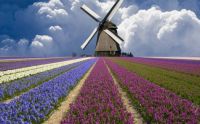Tulip fields, 1