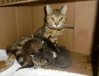 Mom and kittens this morning