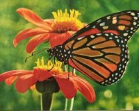 Mexican Sunflower