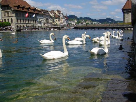 Luzern Swans