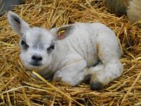 Curious looking lamb