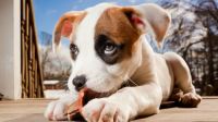 Puppy