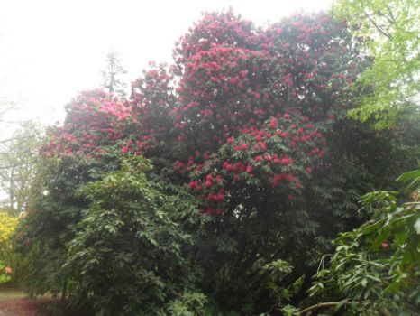 Huge rhododendron.