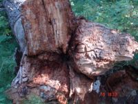 tree trunk