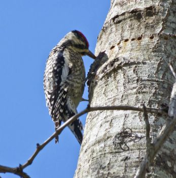  Woodpecker 