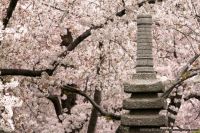 Cherry Blossoms and Stone Pagoda