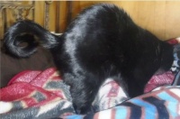 Happy Birthday to me!  I'm eleven years old today!
