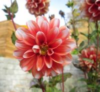 A few flowers