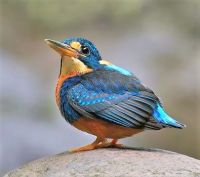 indigo banded kingfisher