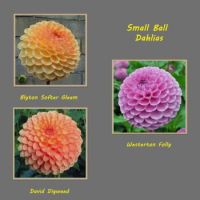 Small Ball Dahlias