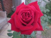 Don Bradman Rose