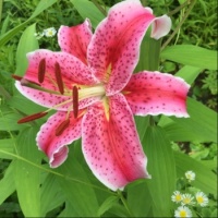 Close-up - beautiful pink Lily.