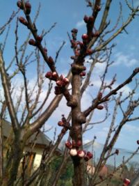 Vypadá to, že budeme letos bez meruněk  (Looks like non we'll be apricot  this year)