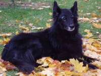 lily in the leaves