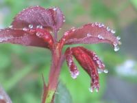 Japanese Maple with dew drops