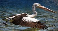 Percy the Pelican.  Clontarf Sydney Harbour