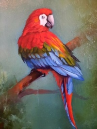 "Pretty Parrot"