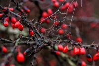 Spider web-dewdrops- berries