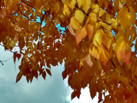 IMG_20171013_144631786_HDR[1]