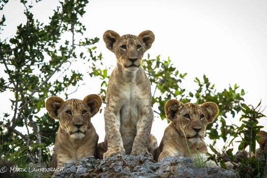 Lion Cubs Waiting for Mother