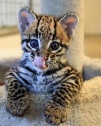Baby ocelot looking hungry
