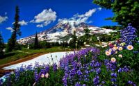 flower mountain pass