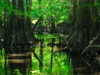 forest_trees_water-hard