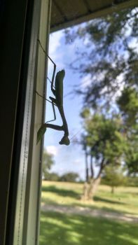 A Texas Preying Mantis, headed down, 25th of Sept...