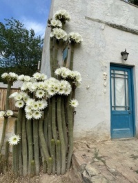 Cactus flowers, Nieu-Bethesda, South Africa
