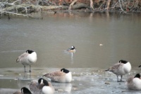 Ducks on frozen pond