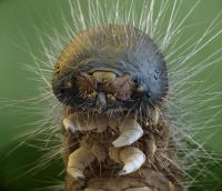 Caterpillar Microscopic (Oliver Meckes)